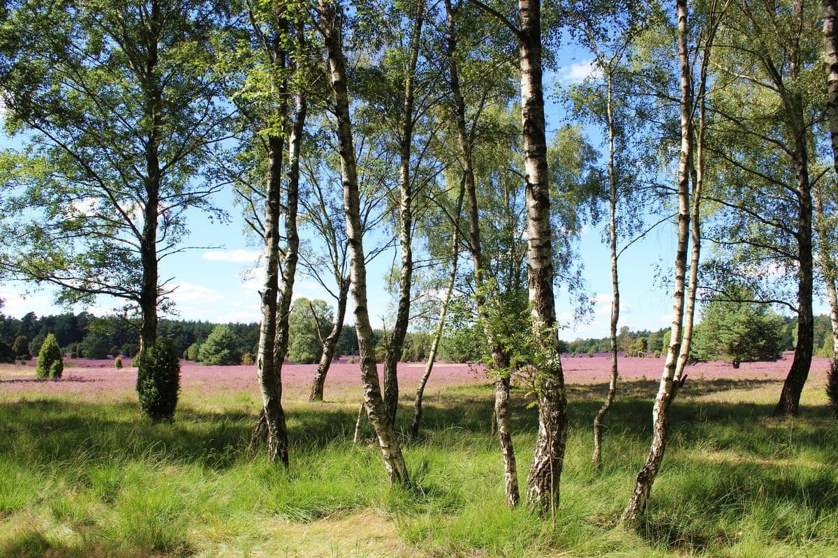 Große Heide bei Müden (Örtze), Hermannsburg, Naturpark Südheide