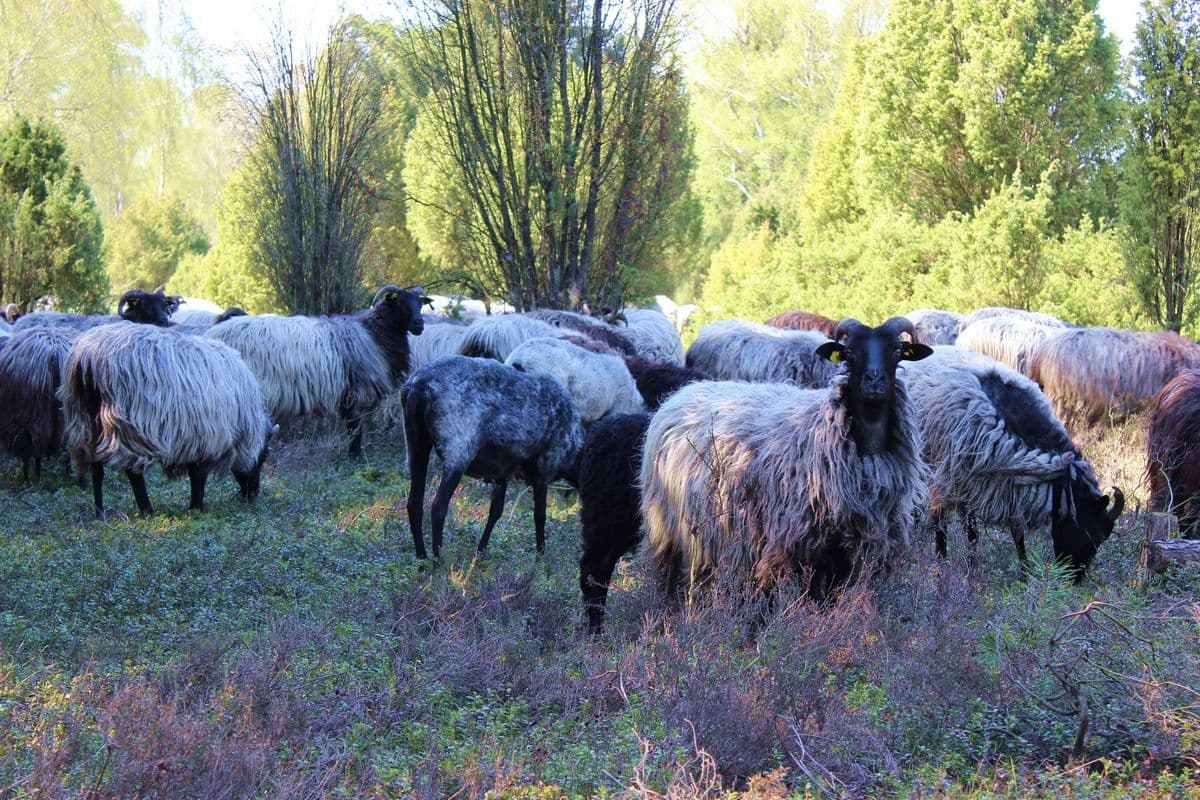 Heidschnucken auf der Oberoher Heide, Müden (Örtze), Naturpark Südheide
