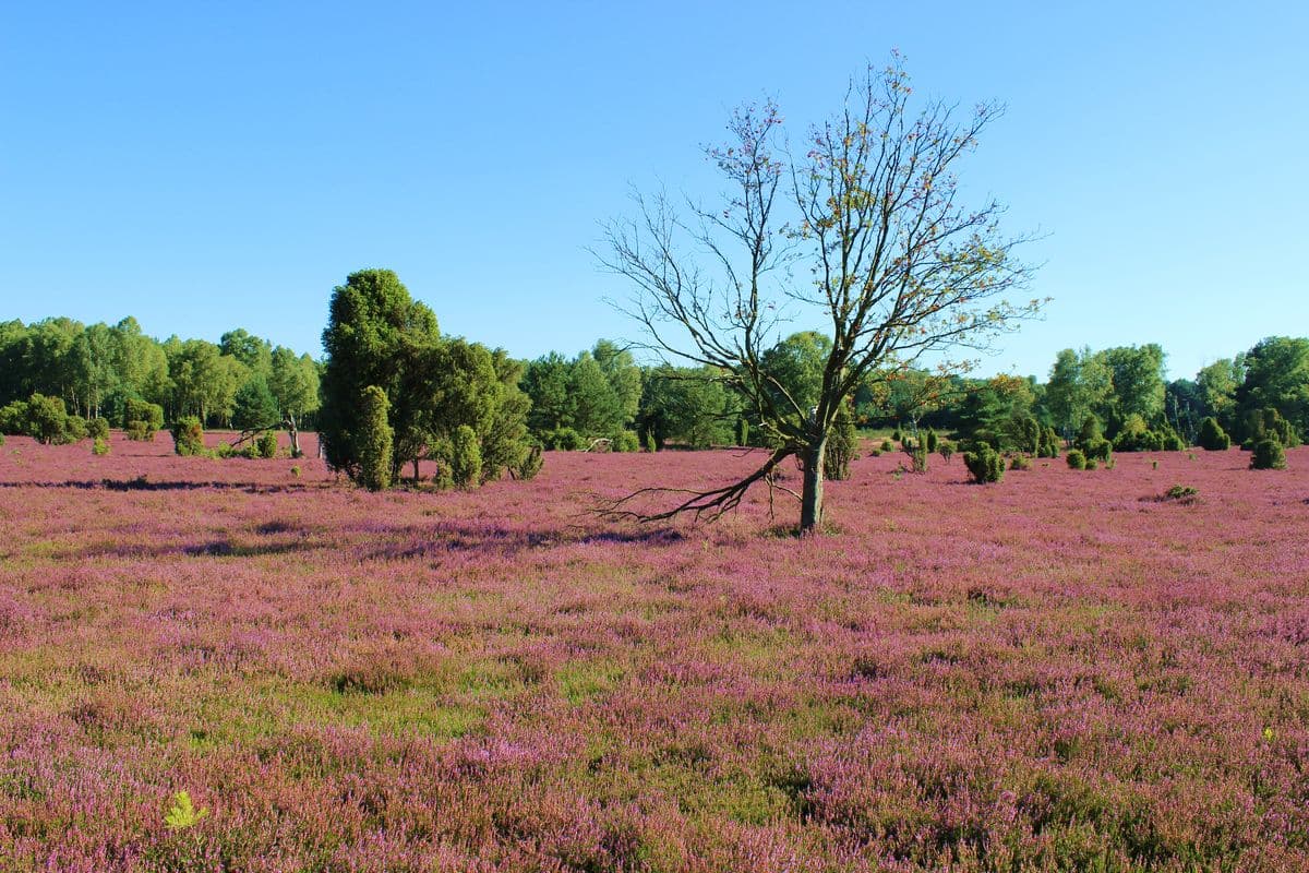 Oberoher Heide bei Müden (Örtze), Naturpark Südheide