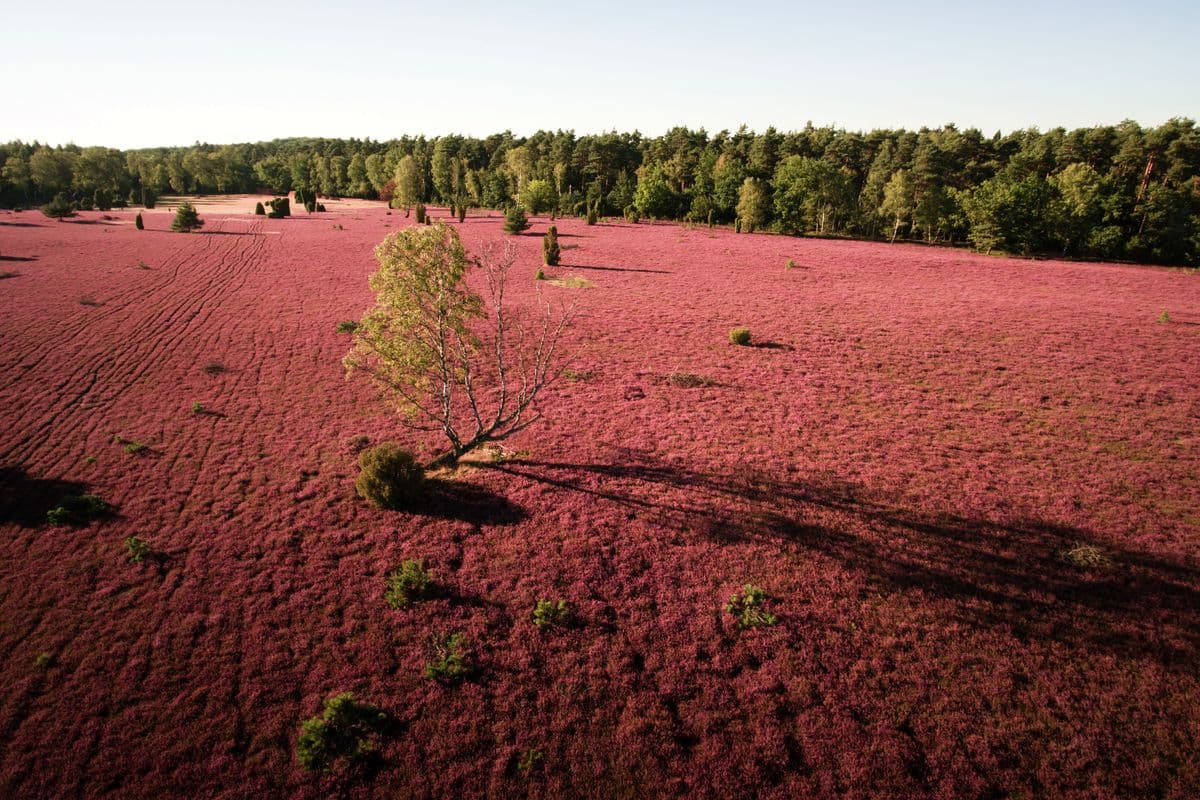 im august und september blüht die heide in der oberoher heide