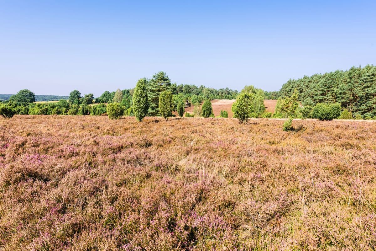 Heidefläche am Schillohsberg, Unterlüss, Naturpark Südheide