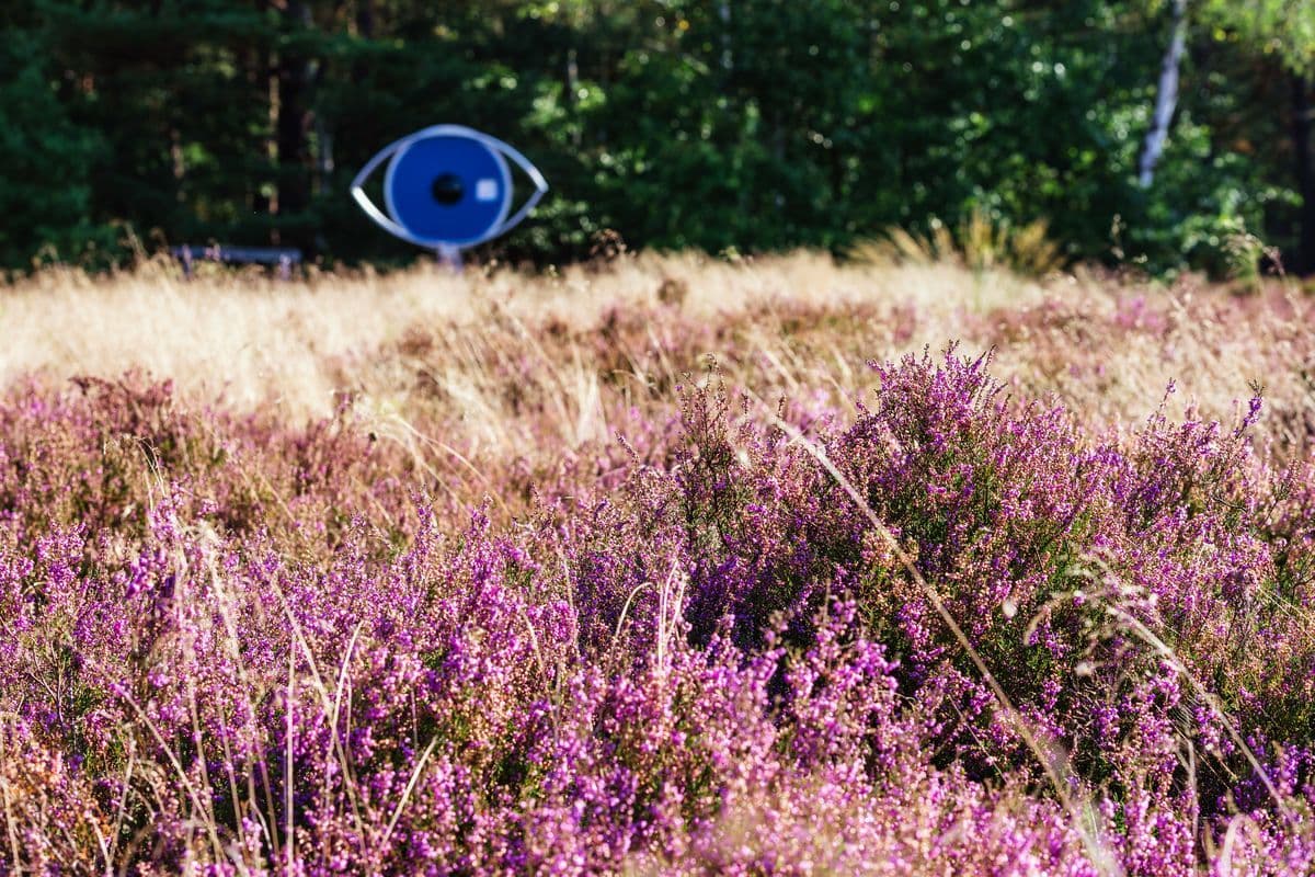 Heide am Schillohsberg bei Unterlüß, Naturpark Südheide