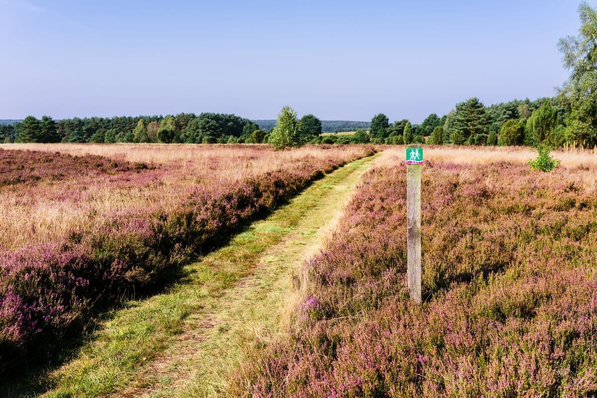Heidefläche am Schillohsberg, Unterlüß, Naturpark Südheide