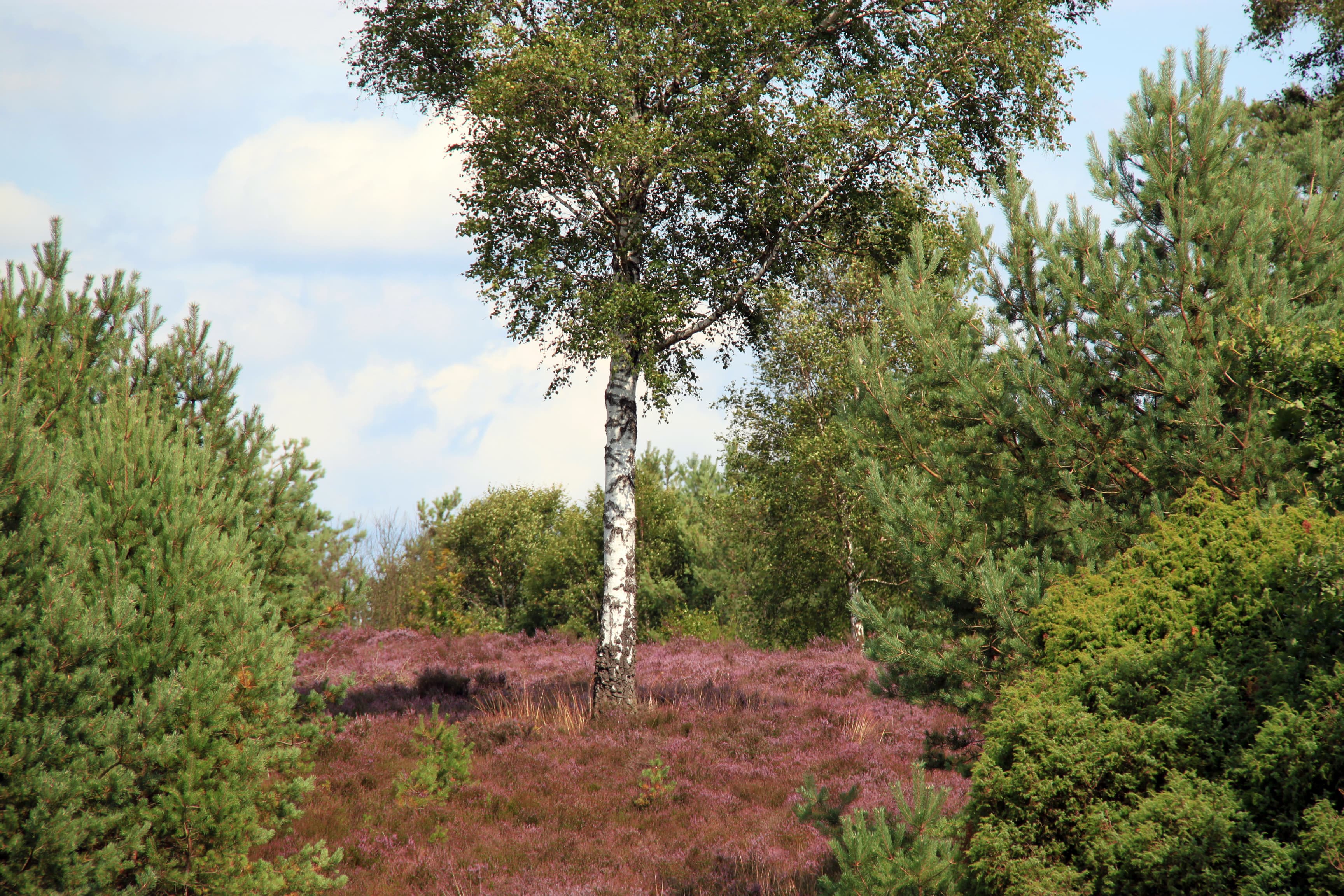 Timmerloher Heide, Soltau