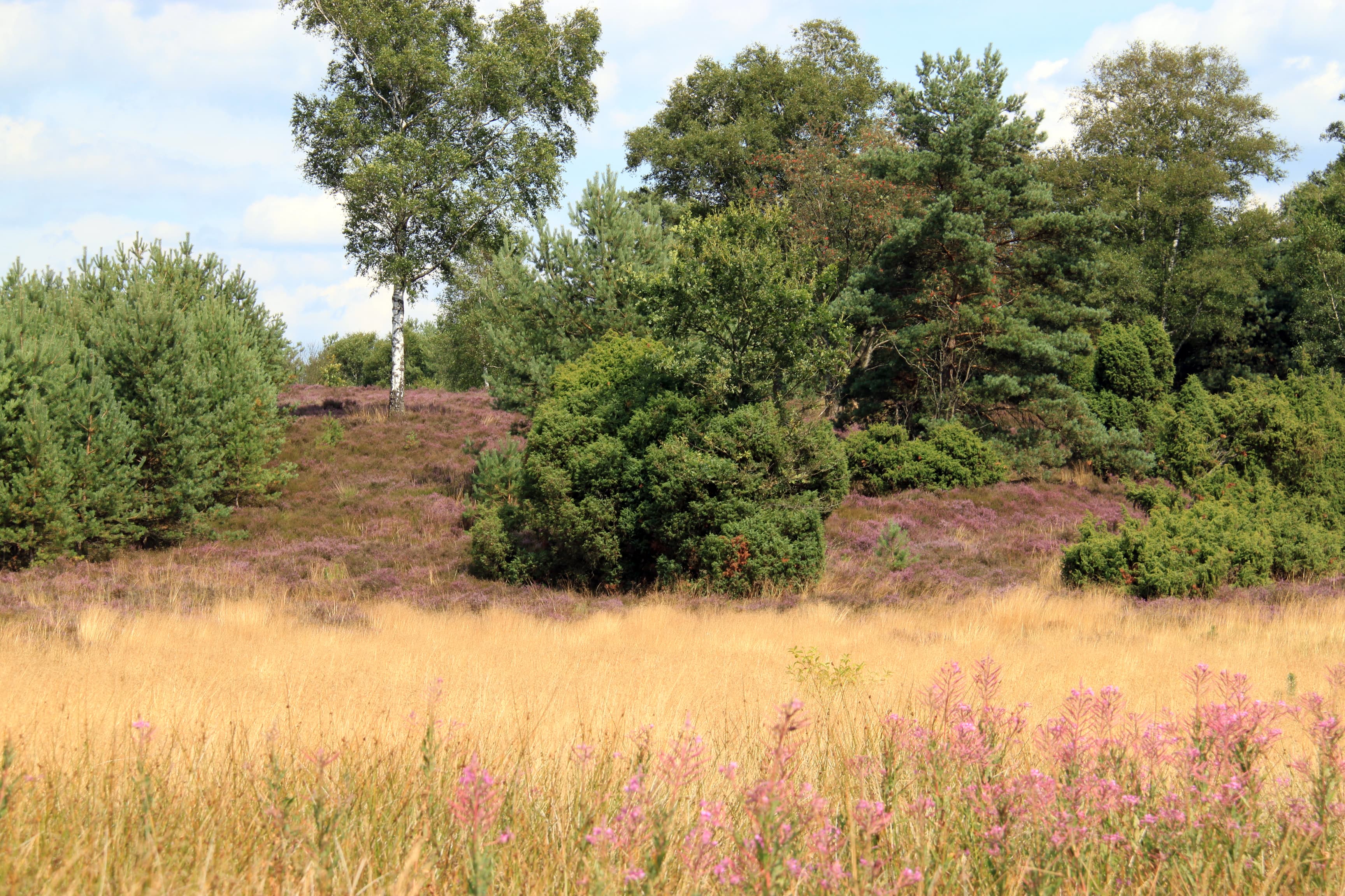 Timmerloher Heide, Soltau