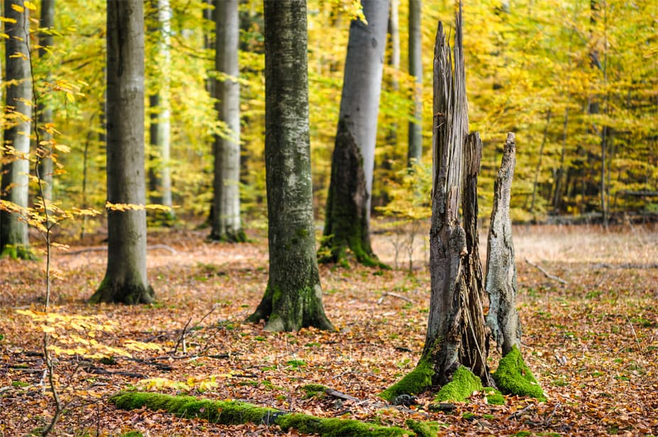 wald im Herbst mit bunten blättern