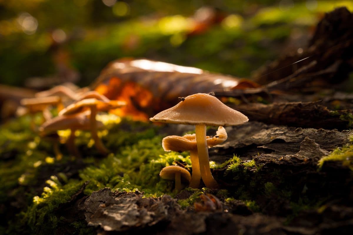 Pilze im Herbst im Lüßwald in der Lüneburger Heide