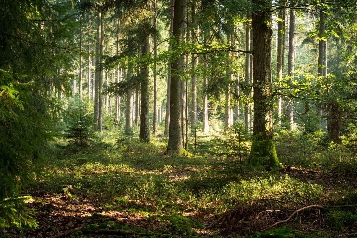 Lüßwald Unterlüß