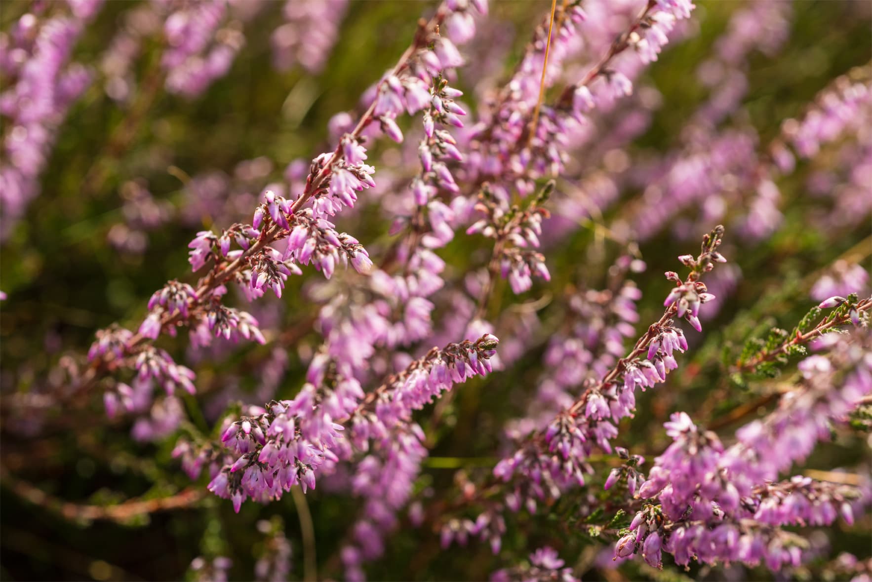 Besenheide, Calluna Vulgaris am Heidschnuckenweg in der Lüneburger Heide
