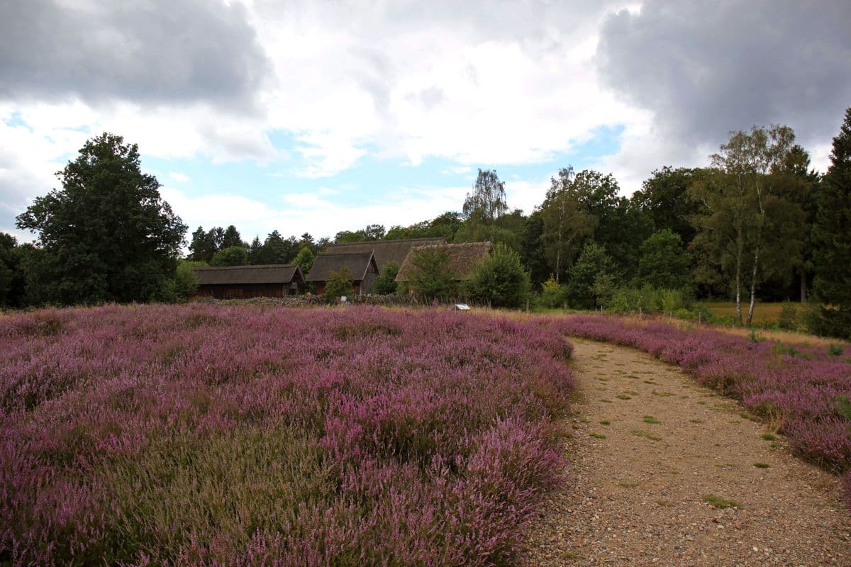 Heidefläche in Hösseringen 2