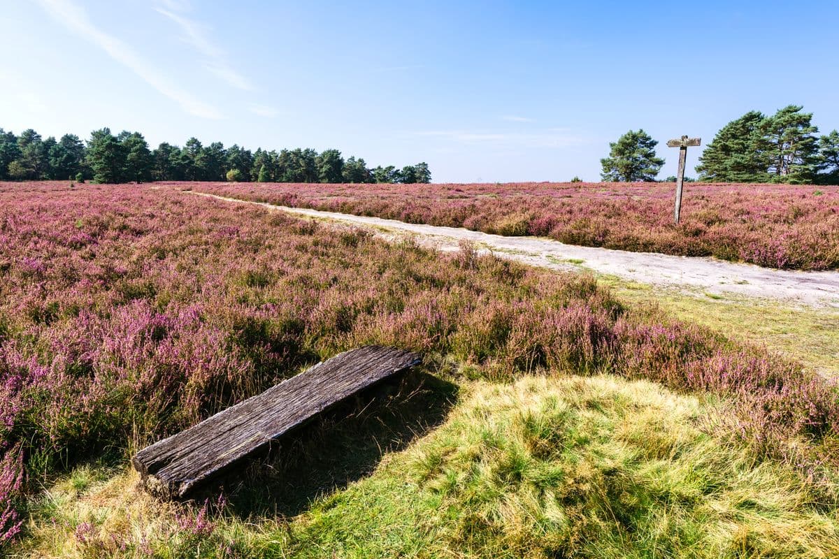 hausselberg, mueden, naturpark suedheide