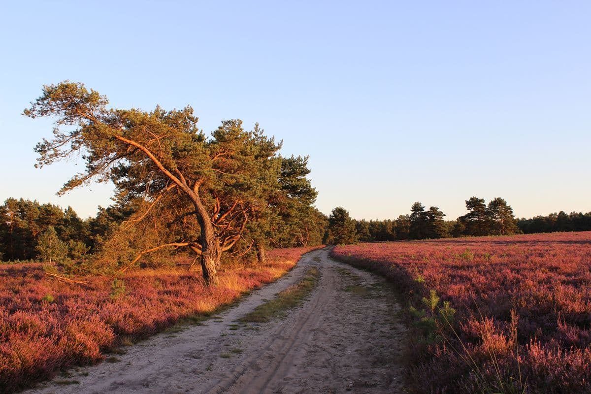 Heide am Hausselberg, Müden (Örtze), Naturpark Südheide, am 24.08.2016