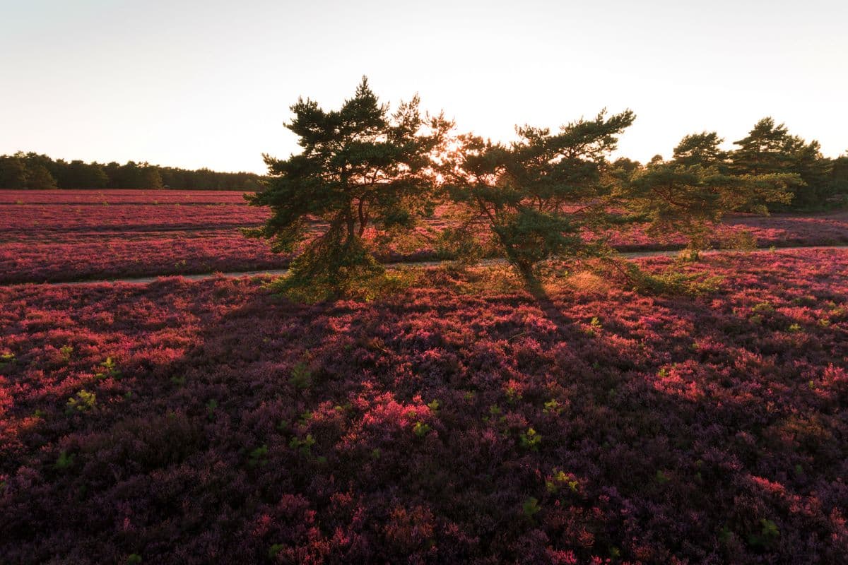 hausselberg, mueden, naturpark suedheide