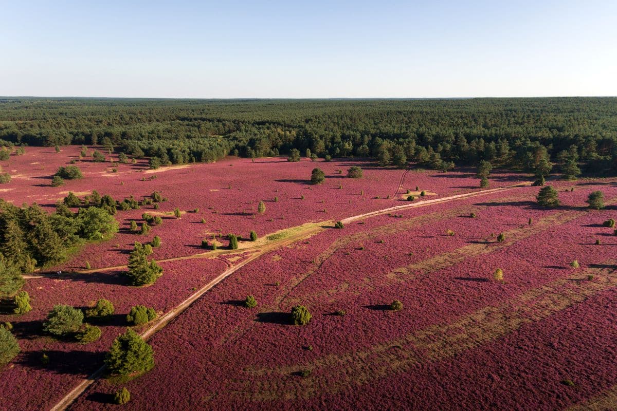 hausselberg, mueden, naturpark suedheide