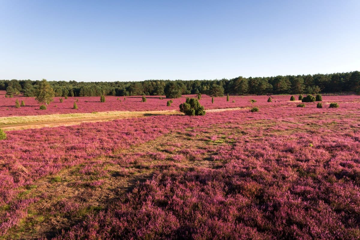 hausselberg, mueden, naturpark suedheide