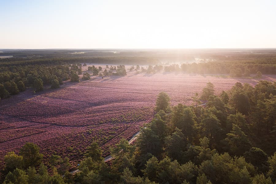 Hausselberg im Naturpark Südheide