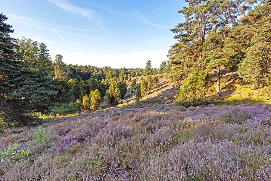 die borsteler schweiz ist eine heidefläche in bispingen