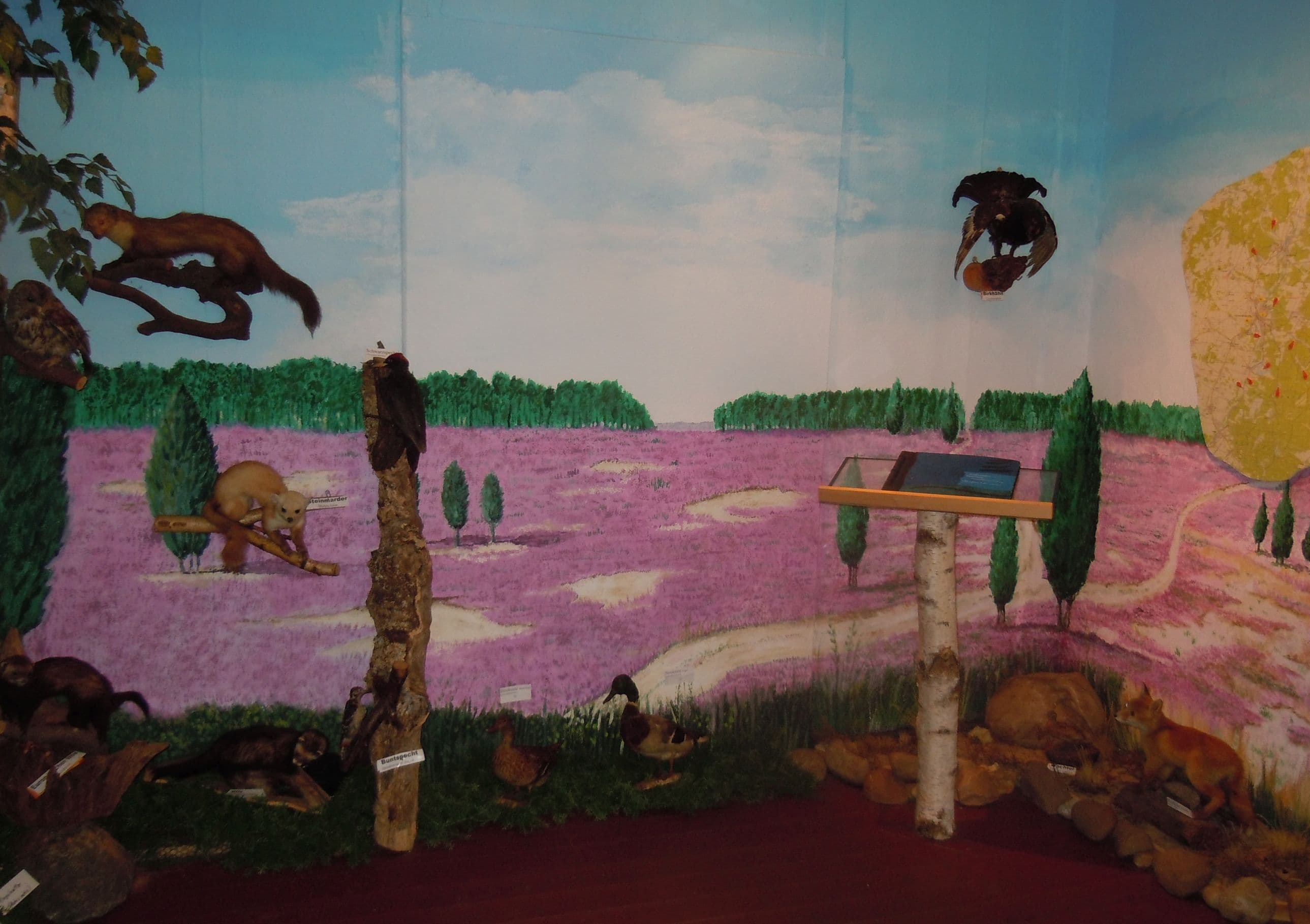 Auch ein Birkhahn grüßt in dem Heide-Panorama.