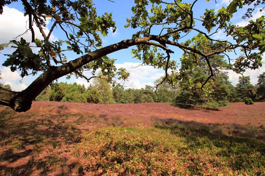 blühende heide am hermann loens grab in der Lüneburger Heide