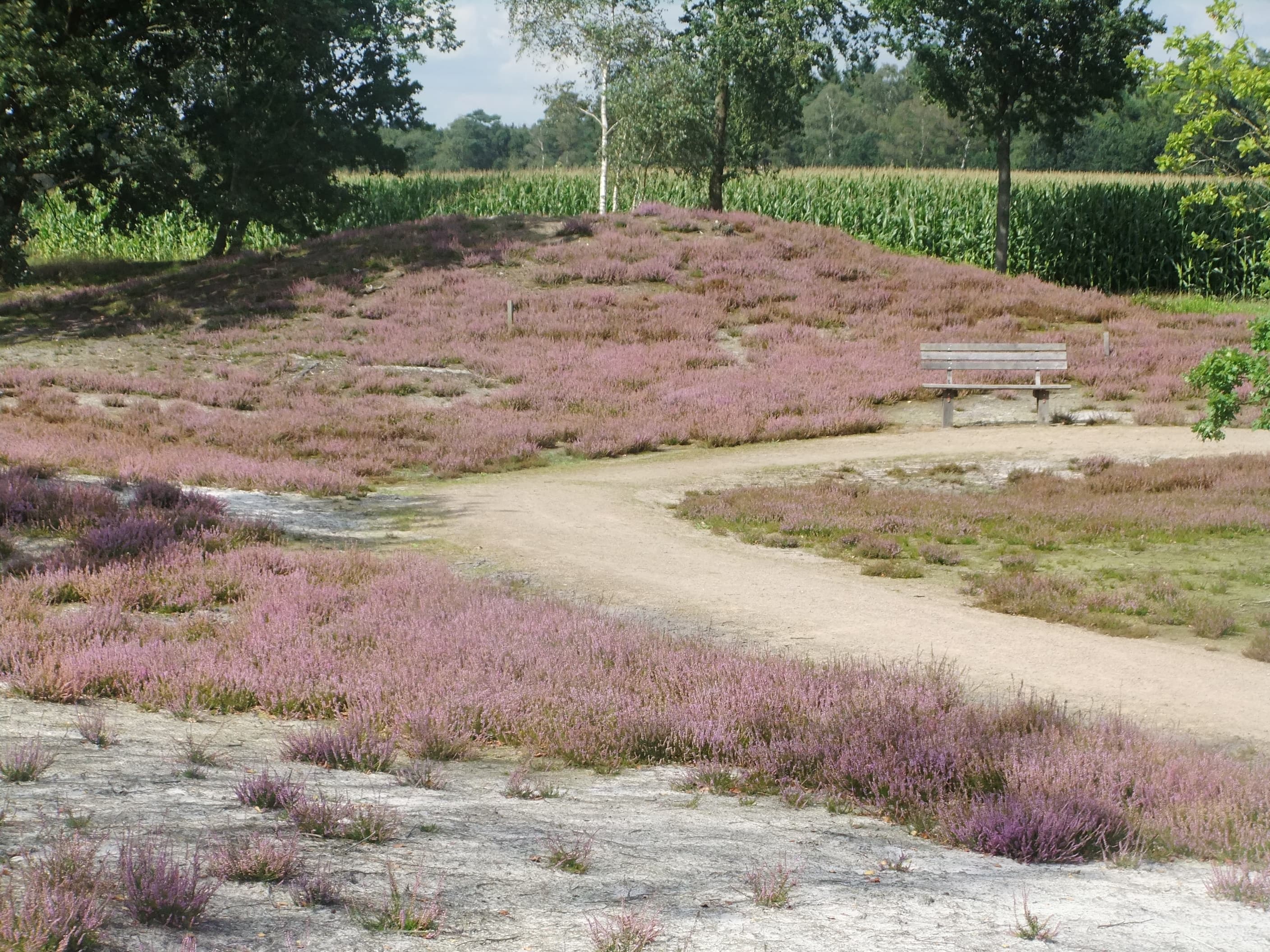 in der Hügelgräberheide