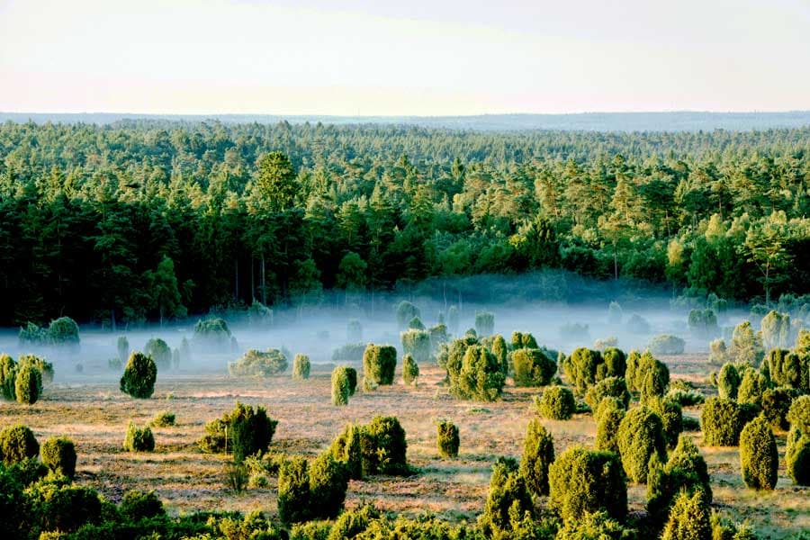 Steingrund Lüneburger Heide im Nebel