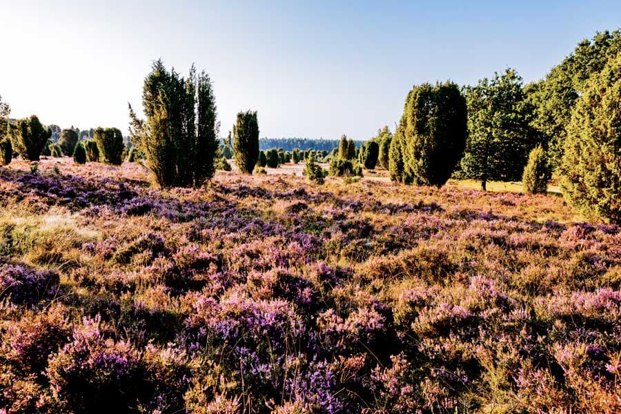 Heideblüte am Steingrund in der Lüneburger HEide