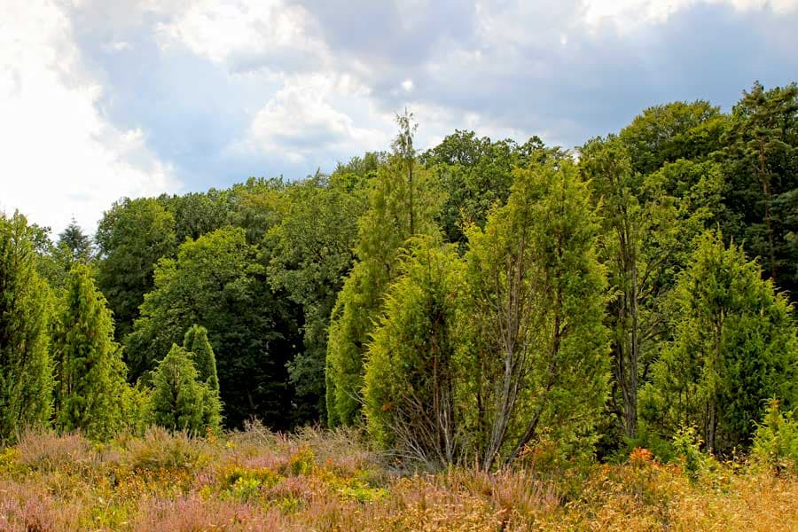 Wacholder im Steingrund im Naturschutzgebiet