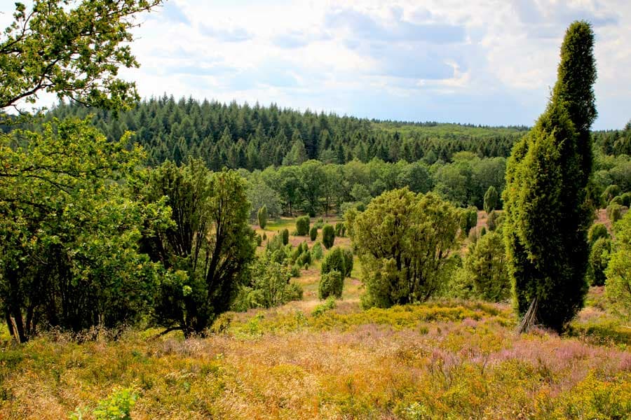 Naturschutzgebiet Lüneburger Heide mit Steingrund
