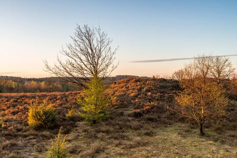 Fürstengrab Aussichtsplattform Lüneburger Heide