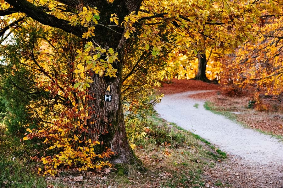 Heidschnuckenweg bei Niederhaverbeck