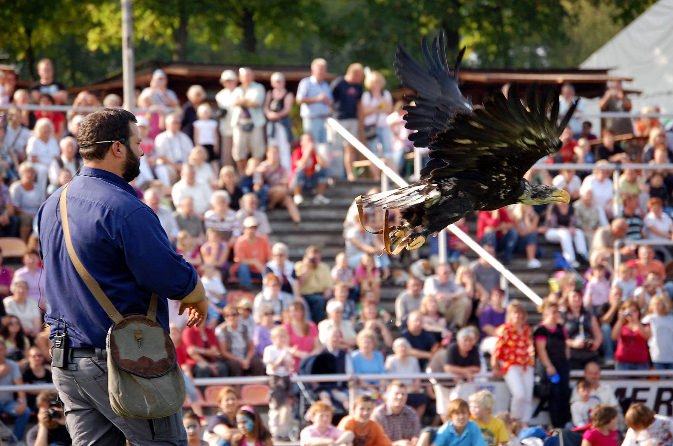 Weißkopfseeadler im Freiflug