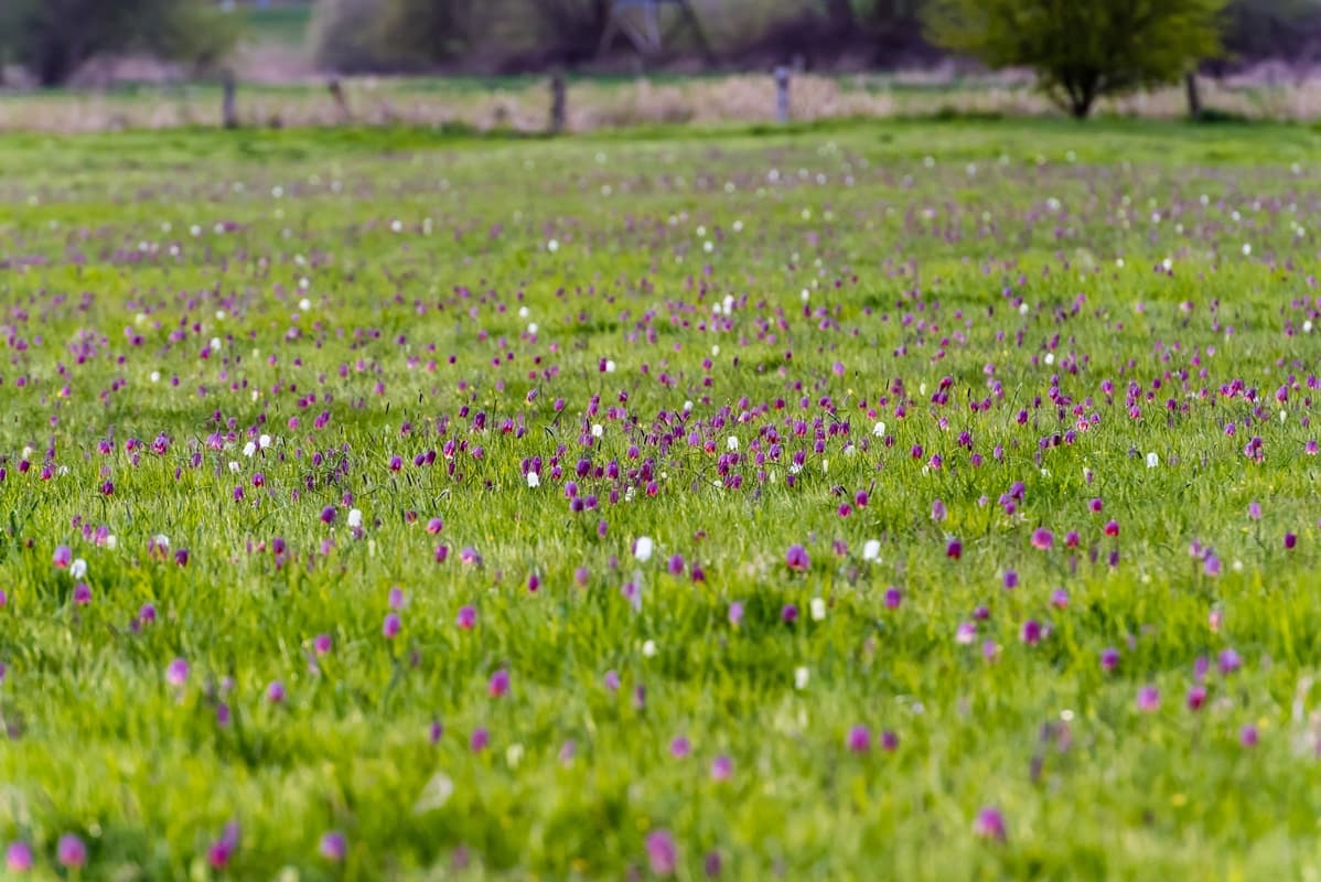 Seeveniederung Seeve Fluss Seevetal Lüneburger Heide Naturschutzgebiet Schachbrettblume