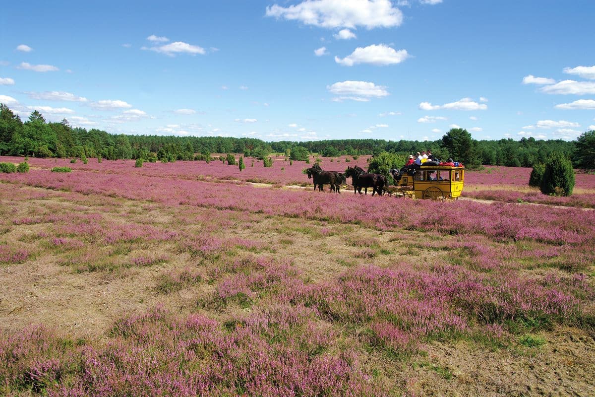 europa kutsche, suedheide, naturpark suedheide, eschede, hermannsburg, lueneburger heide