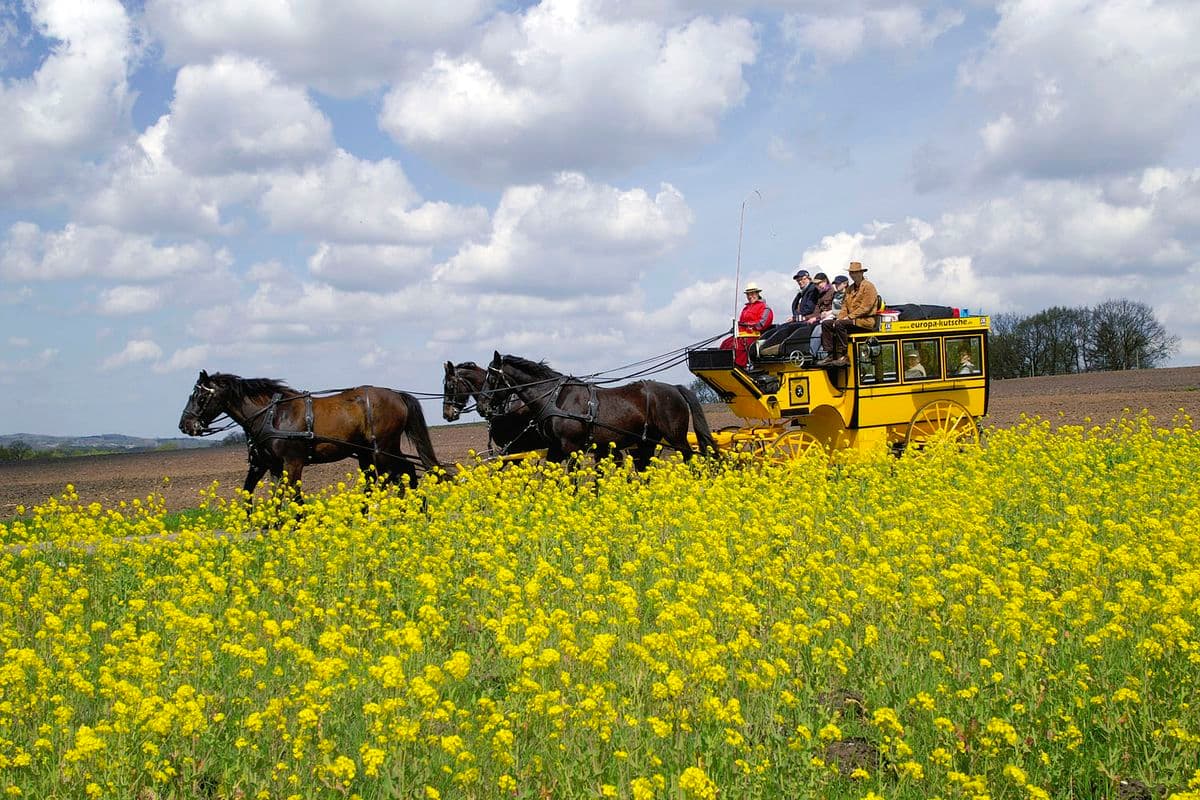 europa kutsche, suedheide, naturpark suedheide, eschede, hermannsburg, lueneburger heide
