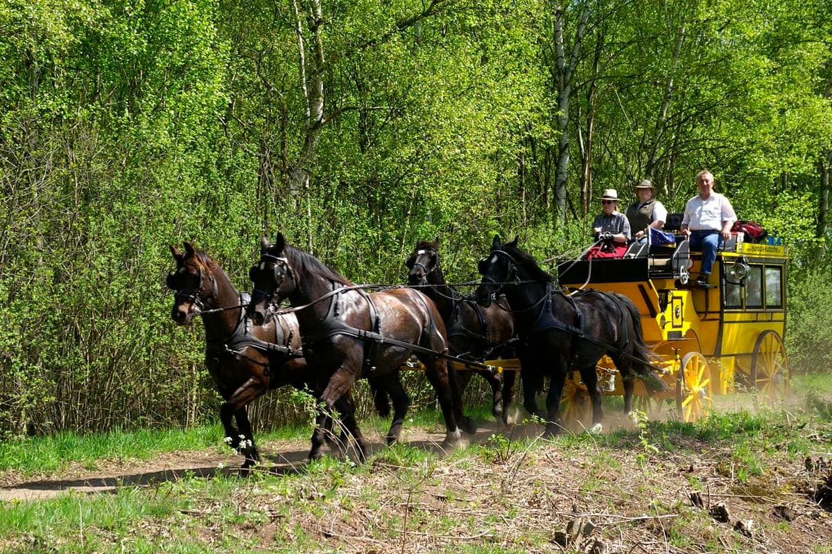 europa kutsche, suedheide, naturpark suedheide, eschede, hermannsburg, lueneburger heide