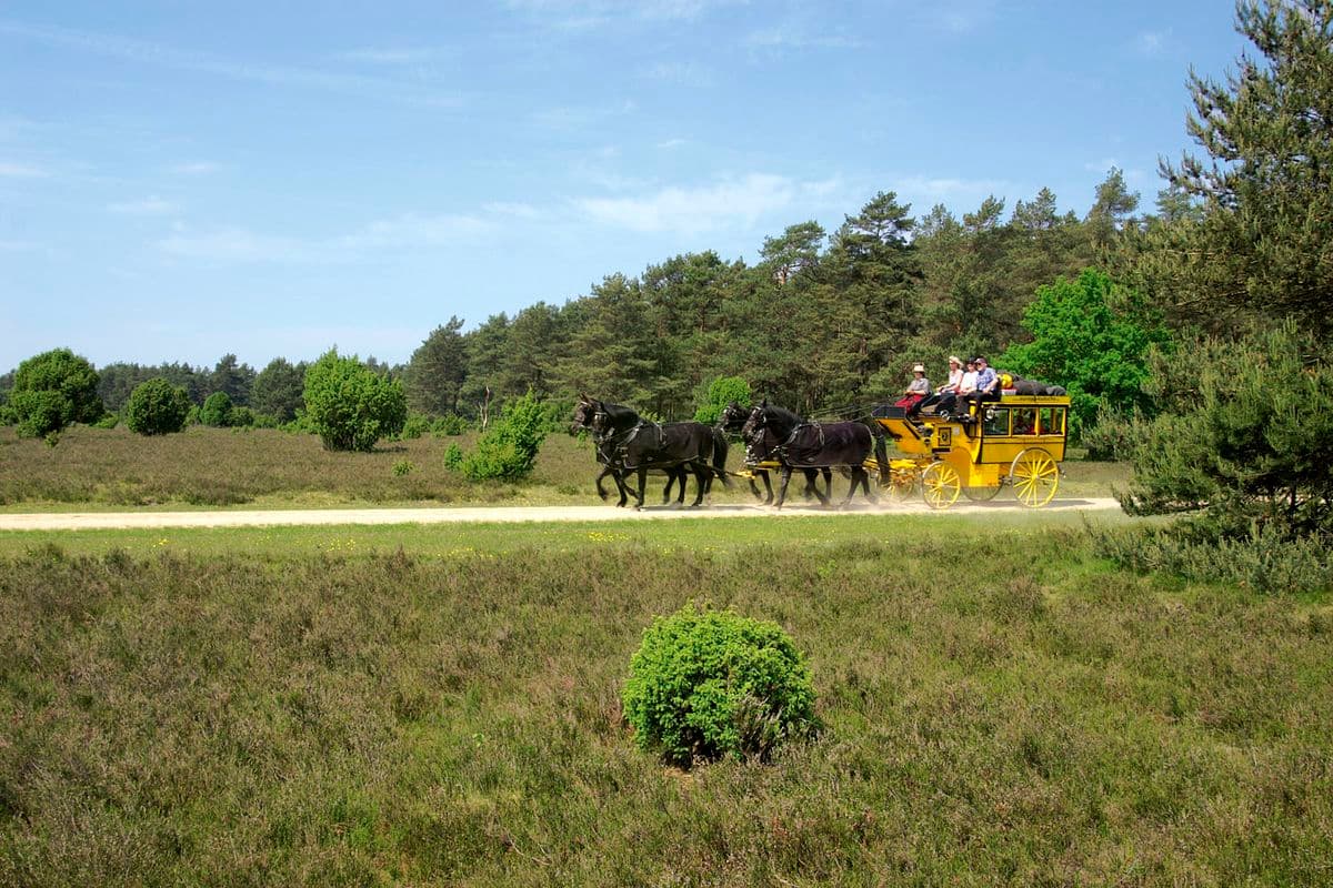 europa kutsche, suedheide, naturpark suedheide, eschede, hermannsburg, lueneburger heide