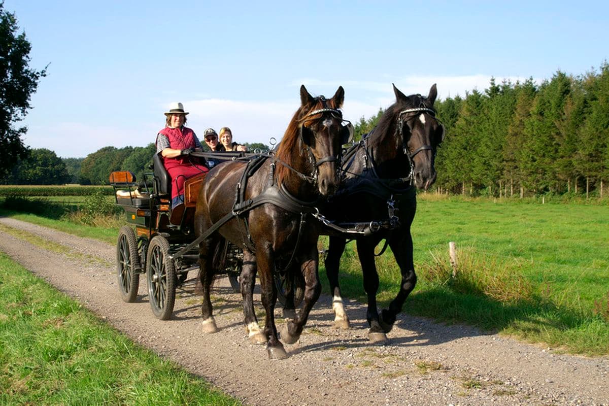 europa kutsche, suedheide, naturpark suedheide, eschede, hermannsburg, lueneburger heide