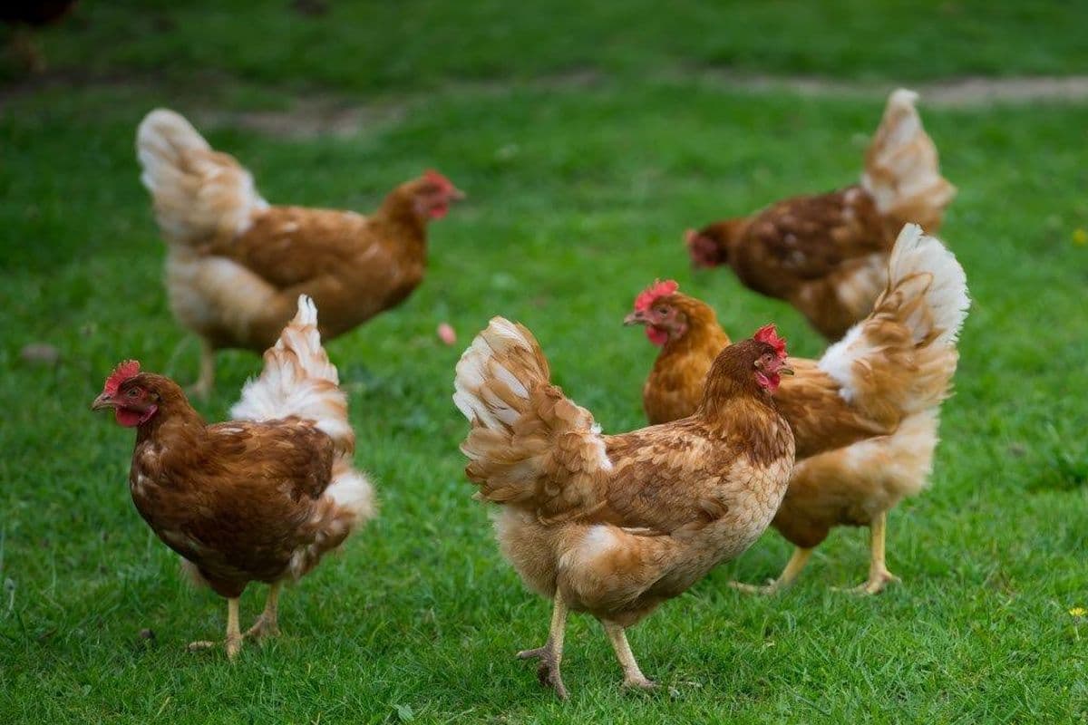 Cassenshof Inzmühlen 5