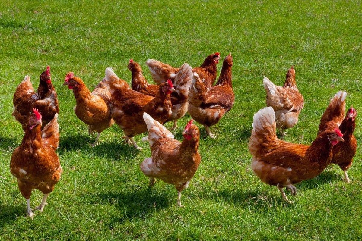 Cassenshof Inzmühlen 8