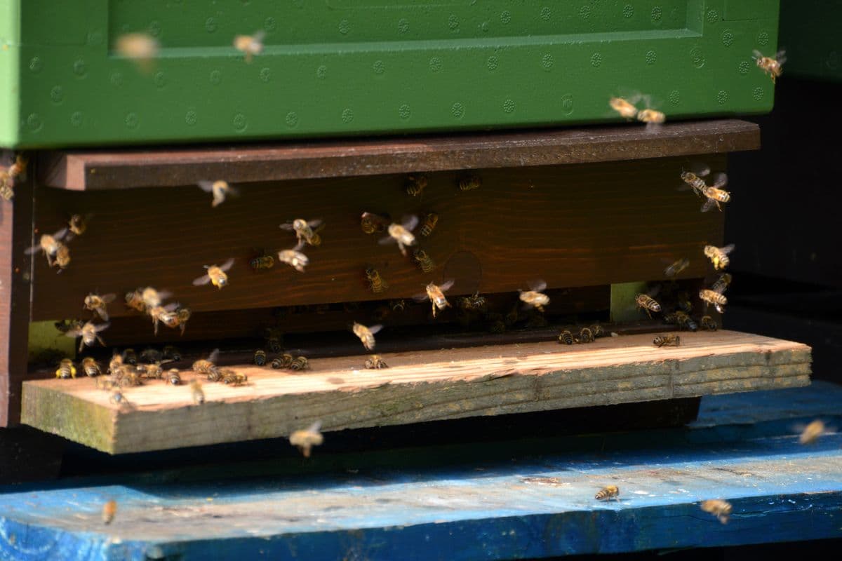 imkerei voelker, hermannsburg, suedheide, lueneburger heide, landkreis celle, heidehonig