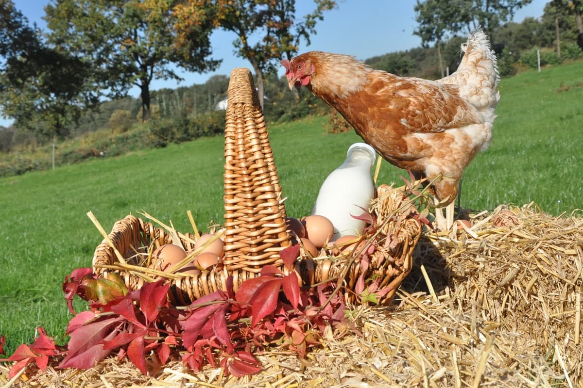 glückliches Huhn auf dem Hof Heidmann
