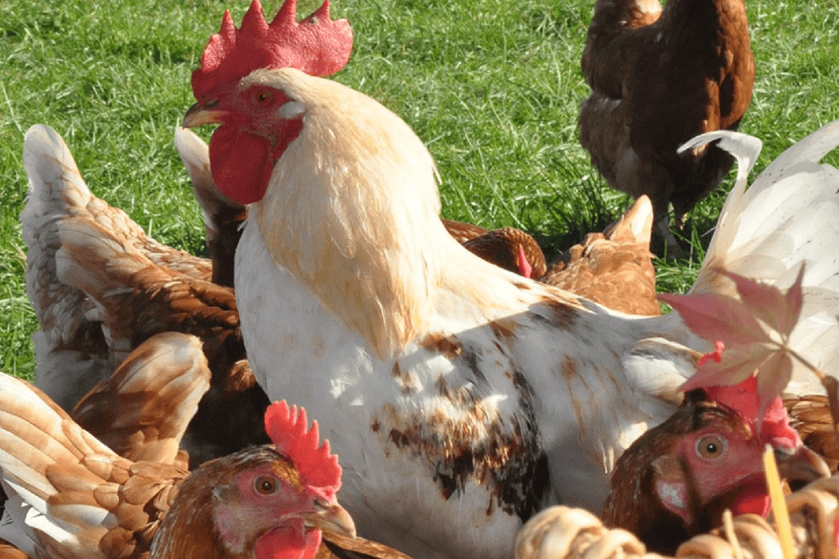 Der Hahn unter den Hennen
