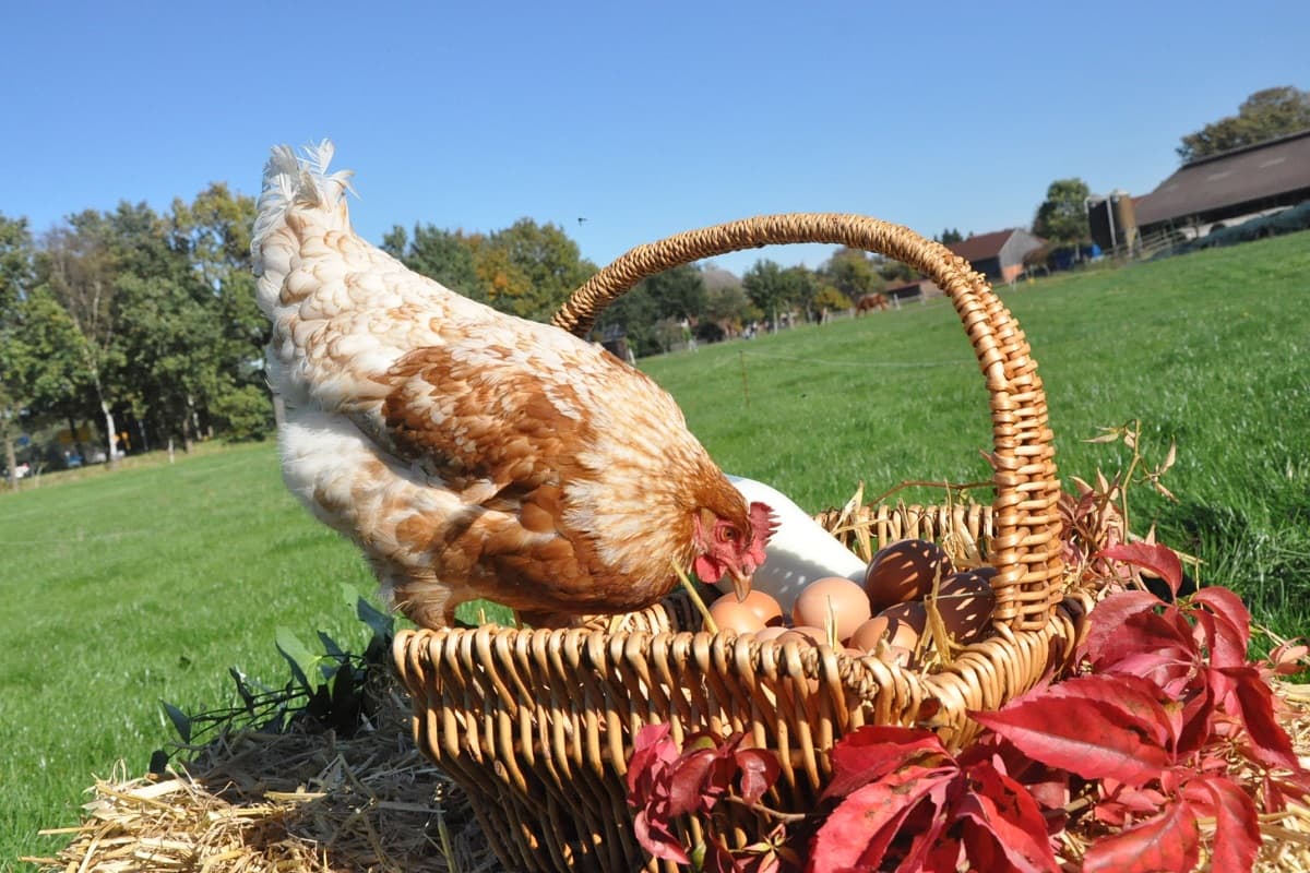 frische Eier von glücklichen Hühnern auf dem Hof Heidmann in Eicklingen