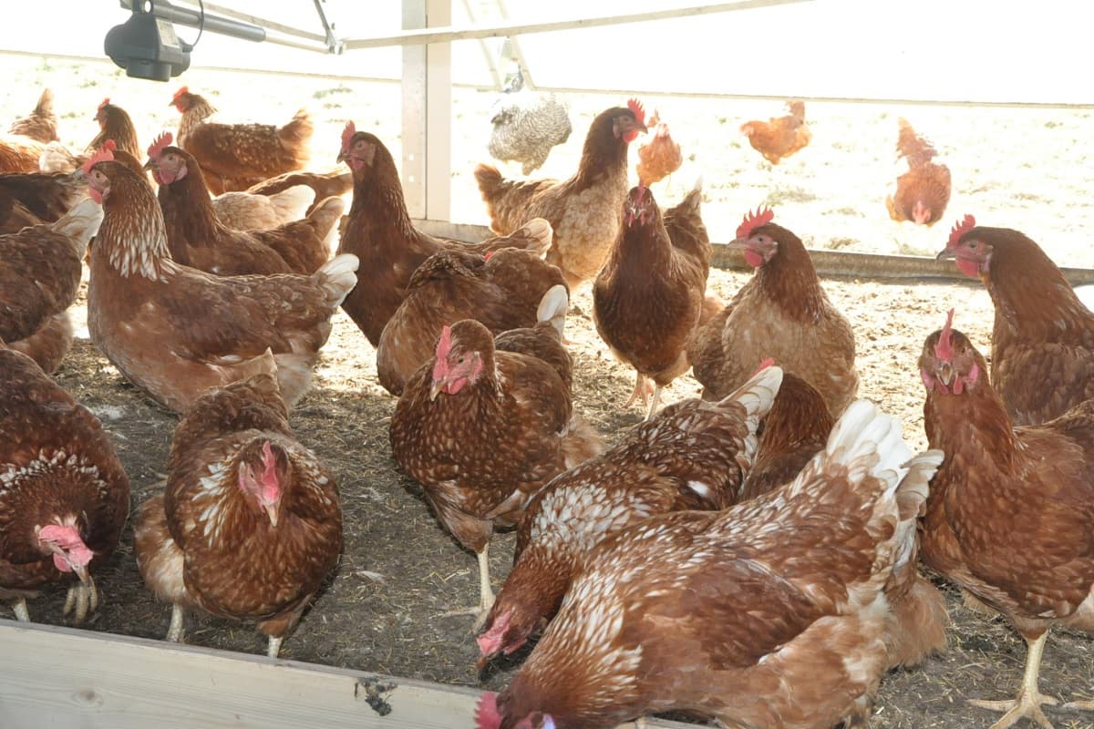 Hühnermobil auf dem Hof Heidmann