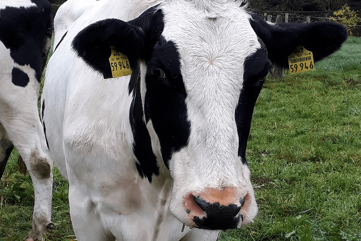 Hof Heidmann in Eicklingen Kuh