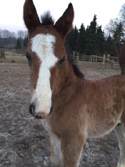 Nachzucht 2017 Idefix