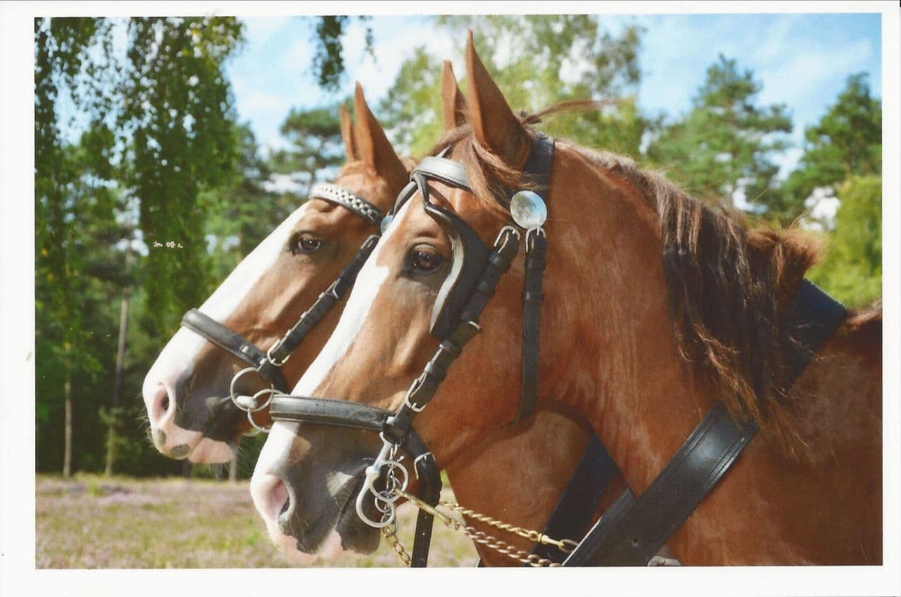 Gelderländer Thomeier Kutschfahrten