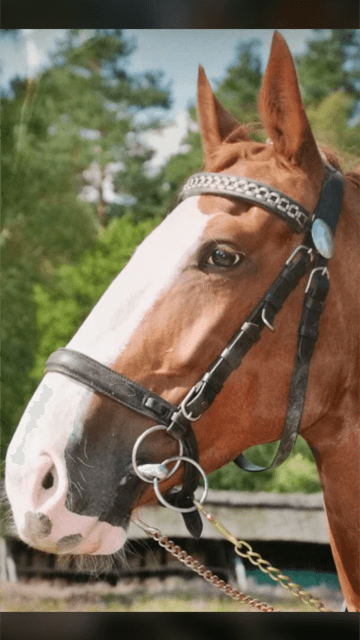 Thomeier Kutschfahrten Donja