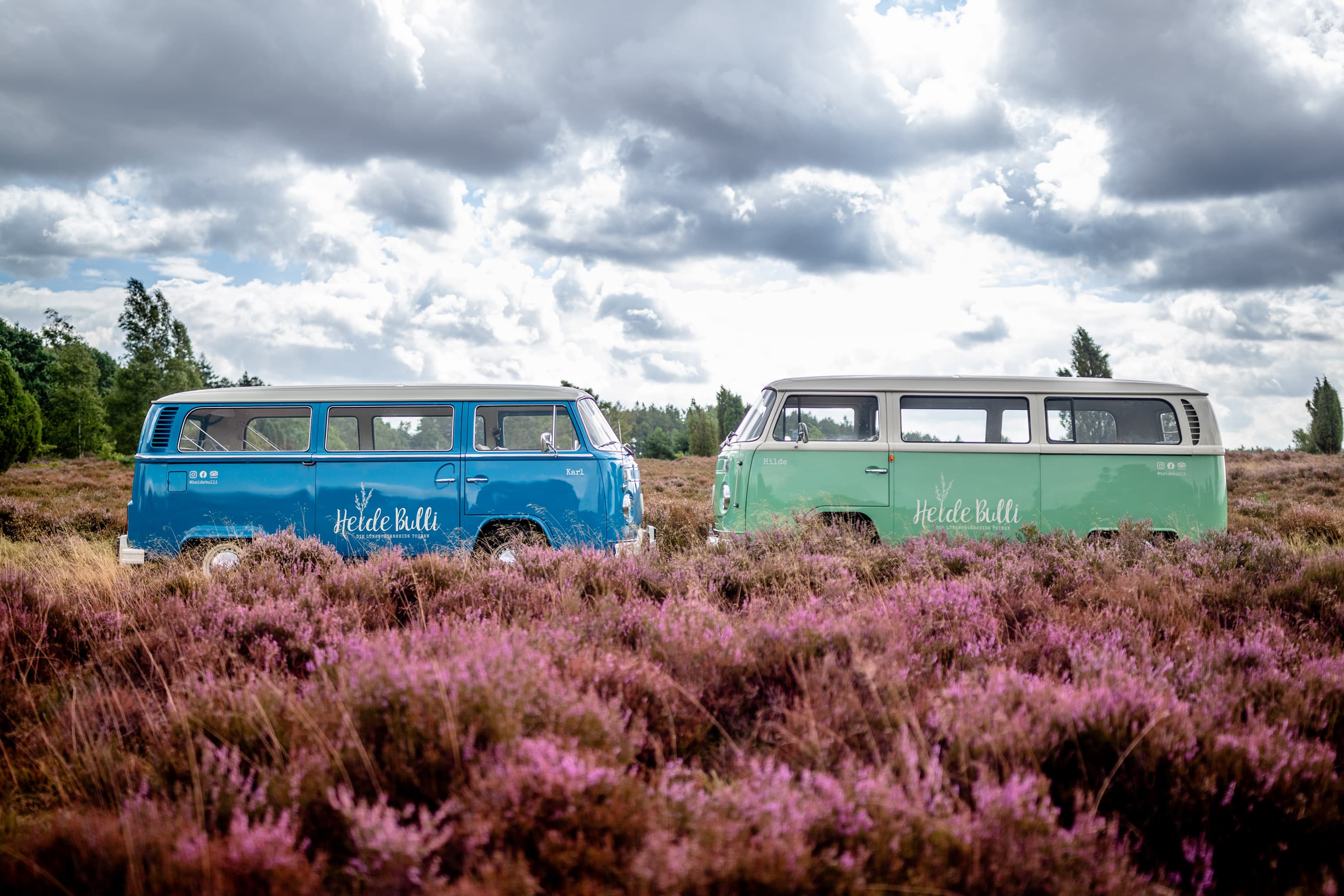 Unsere VW Bullis mitten in der blühenden Lüneburger Heide