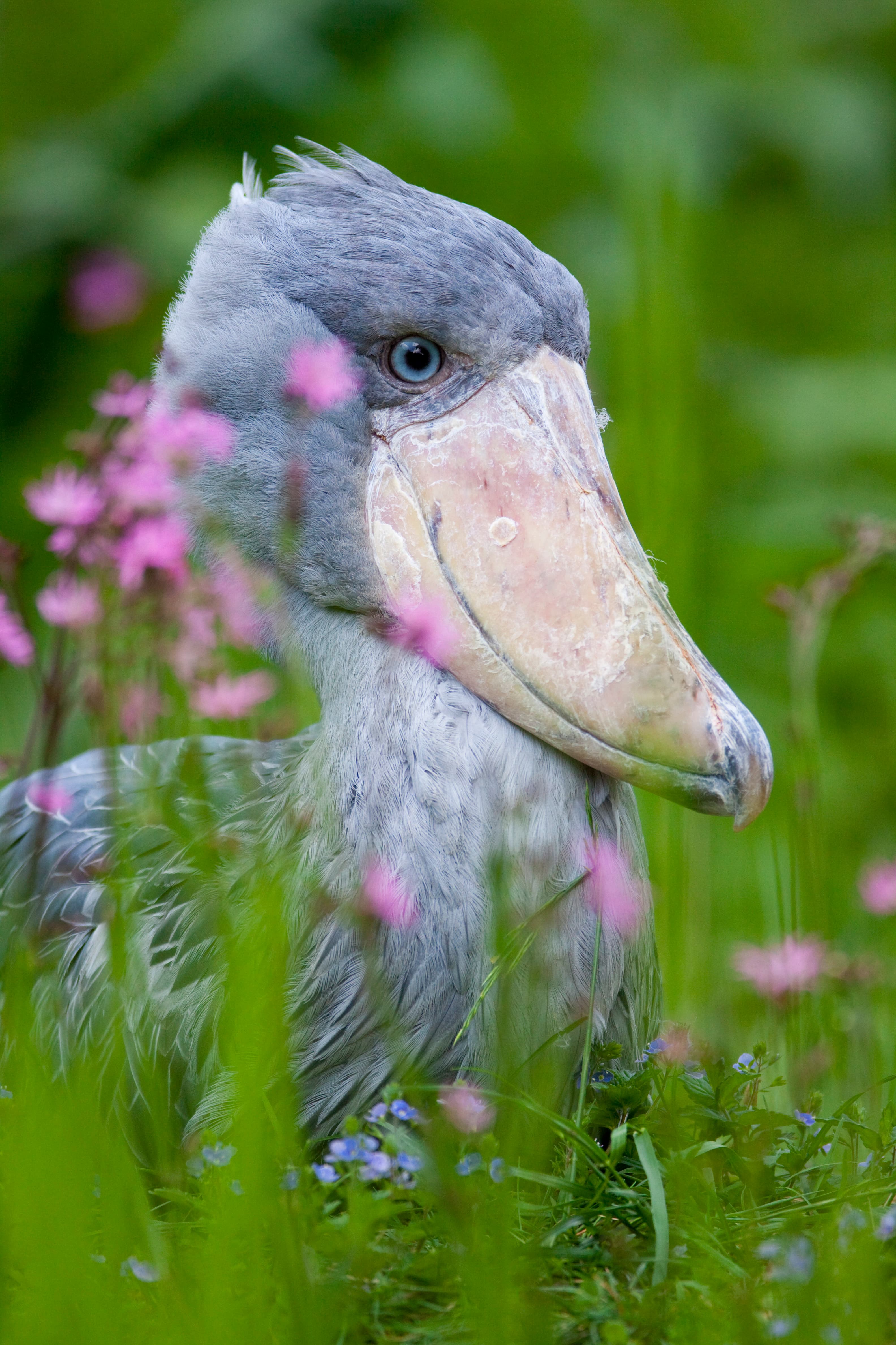 viele vögel im Vogelpark Walsrode